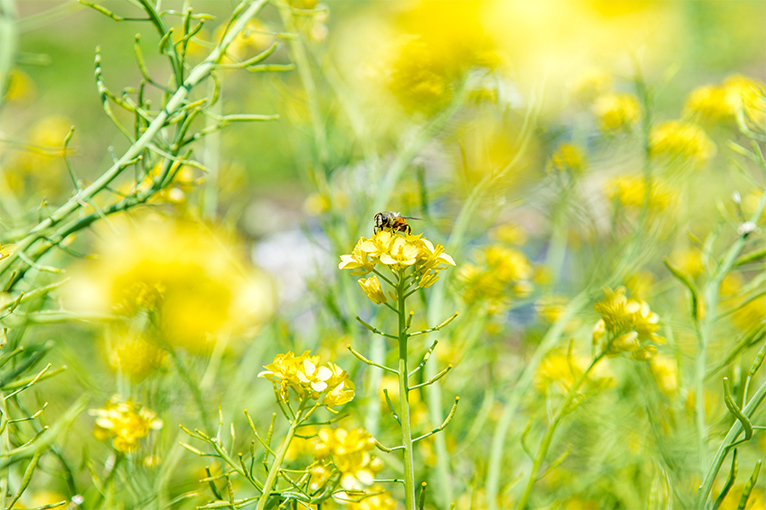 蜂が菜の花にとまる写真