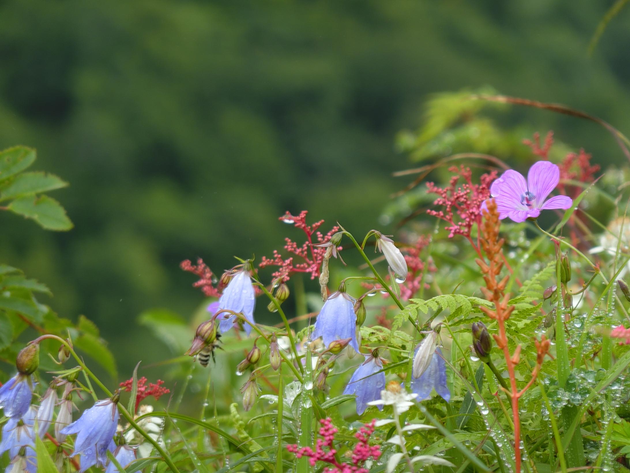 大峠周辺 夏の高山植物お花畑大峠周辺