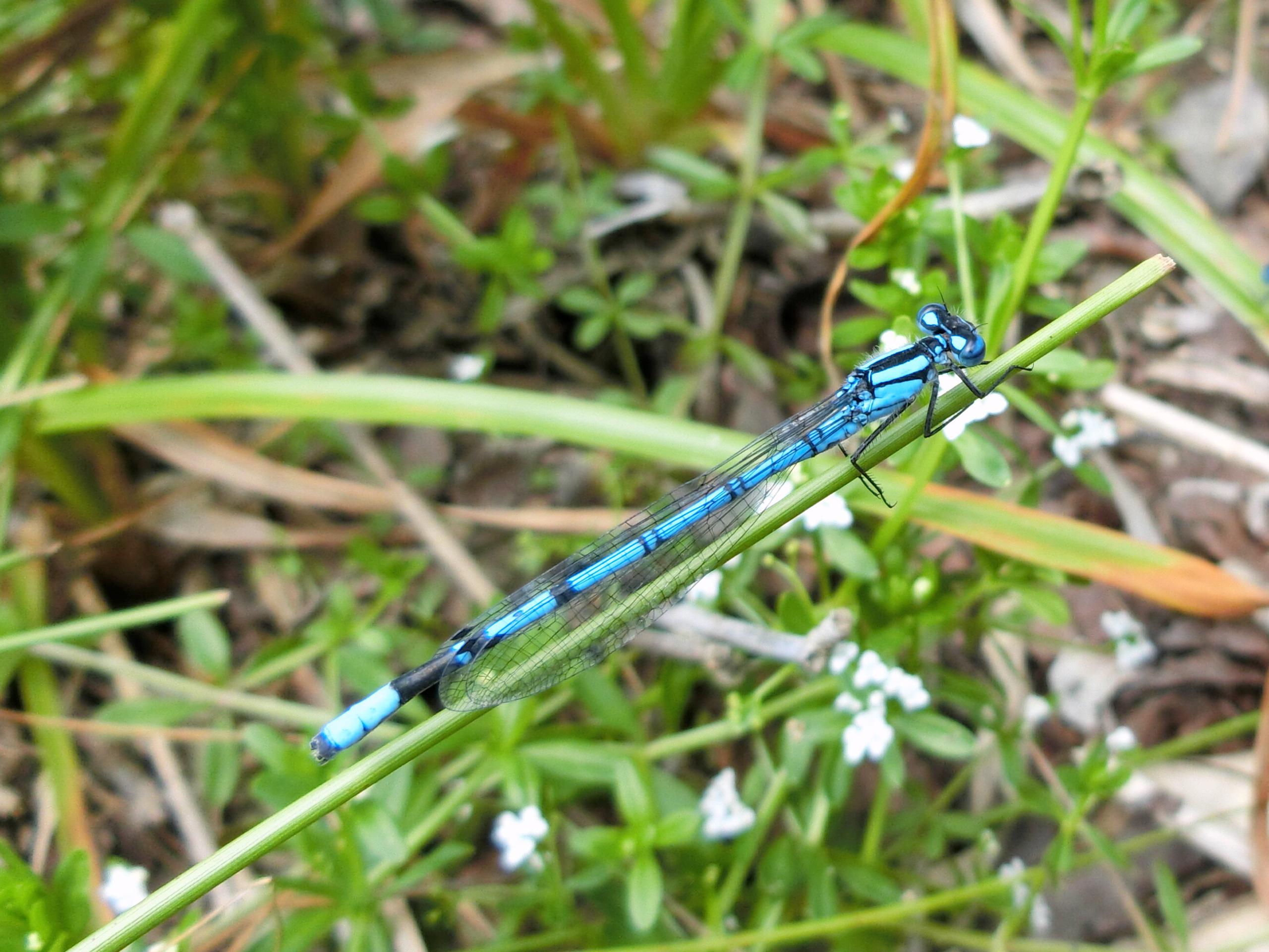 鏡ヶ沼ルリイトトンボ