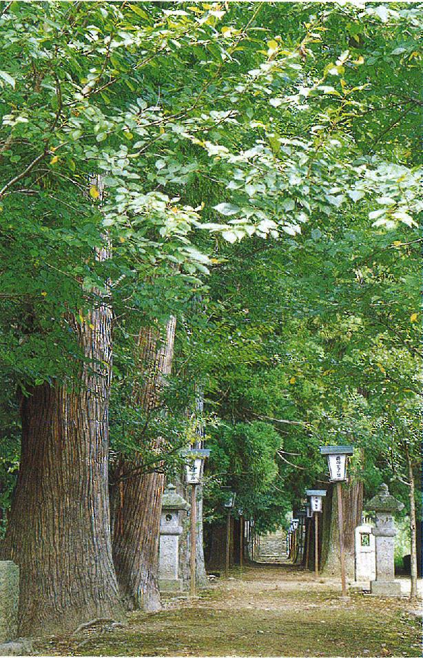温泉神社境内の杉並木