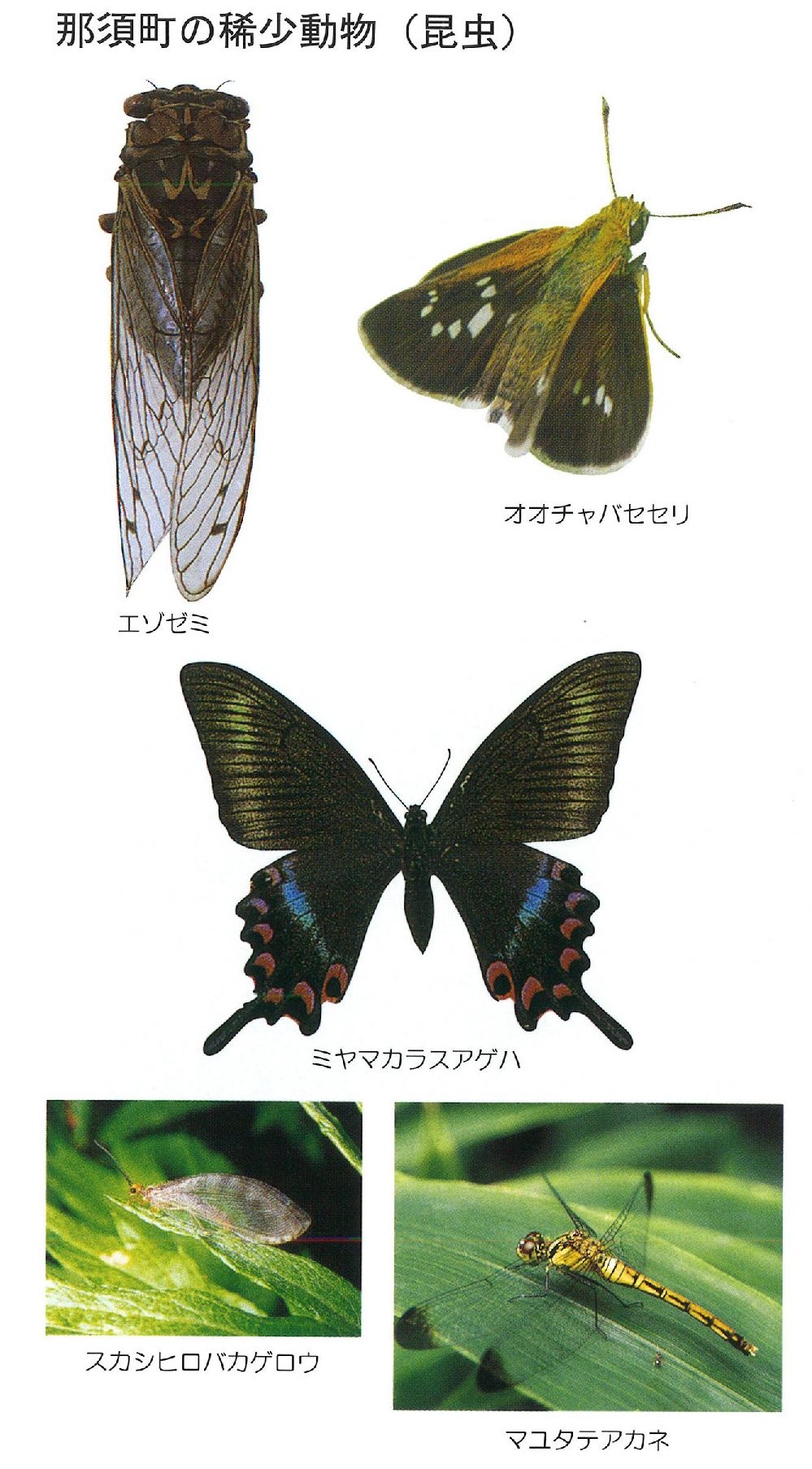 揚源寺の「アスナロウ」
