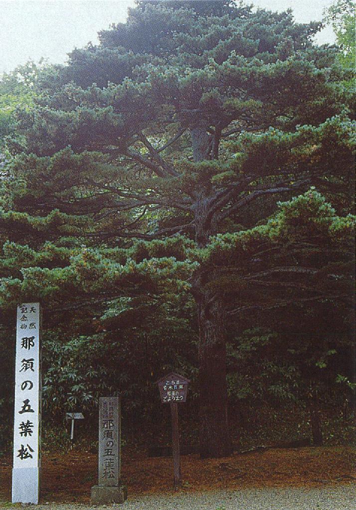 095那須の五葉松