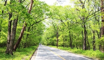 住まい_緑に囲まれた道路