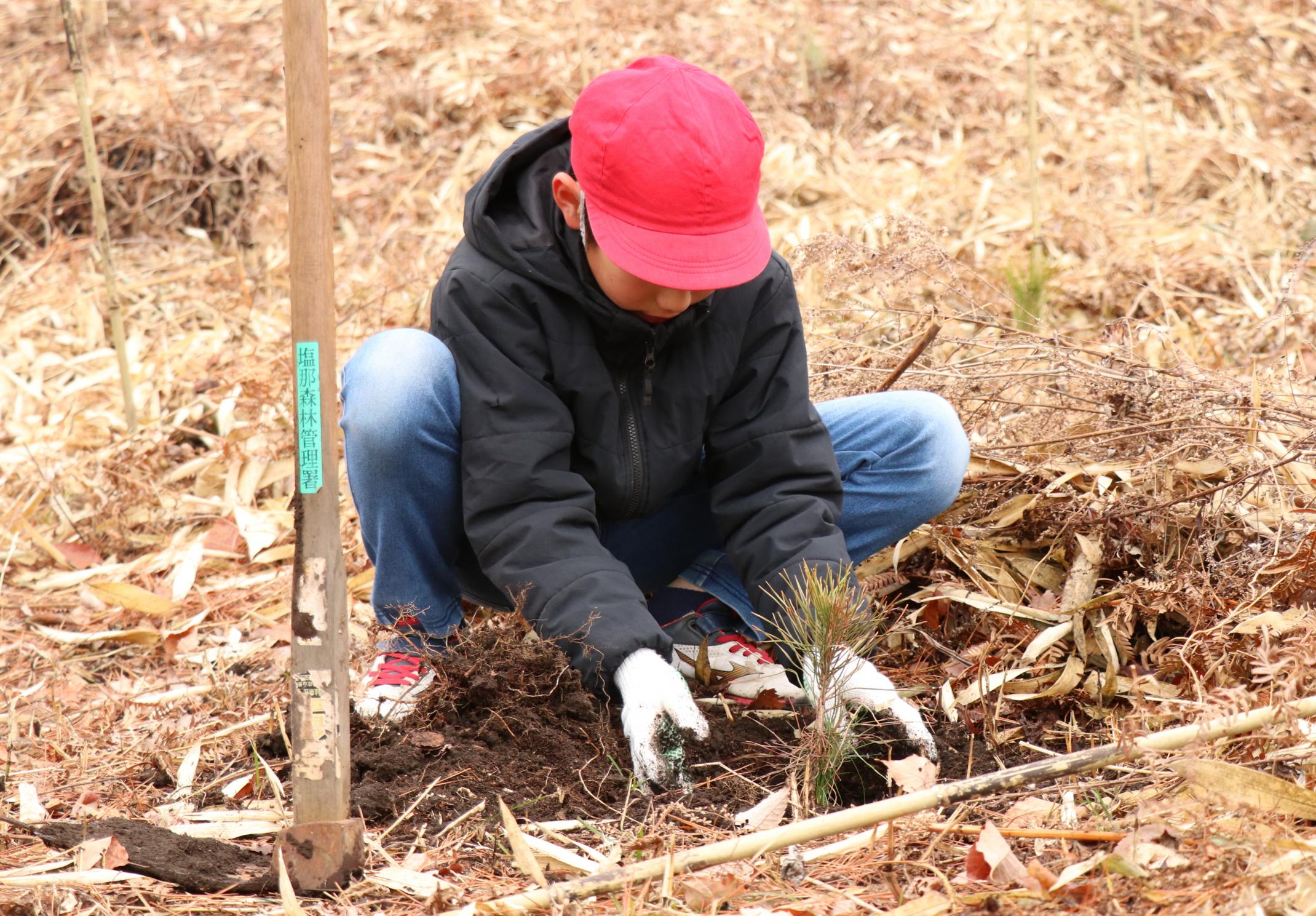 那須街道のアカマツ林にアカマツの苗を植樹している高久小学校の児童の写真