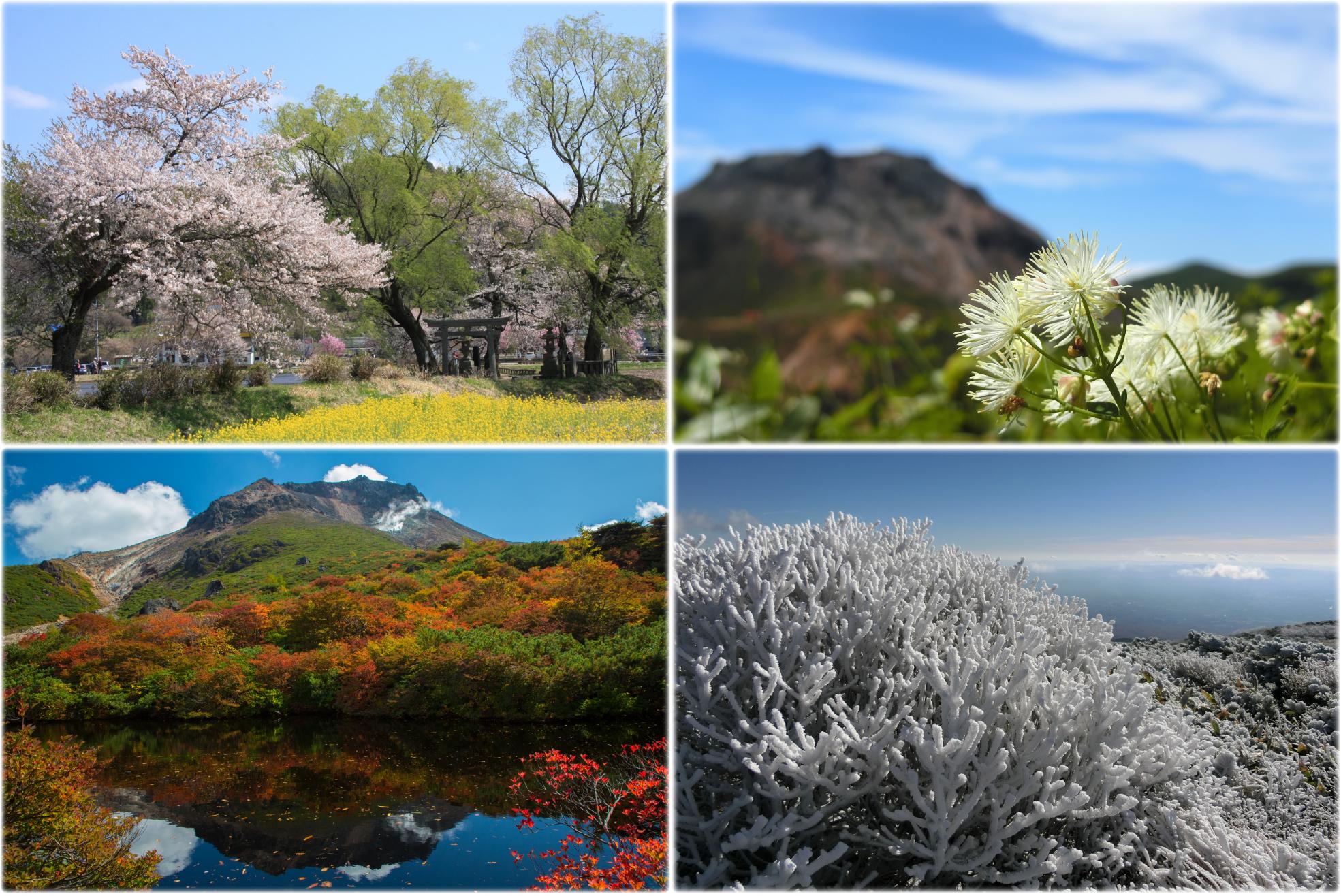 那須町の四季(遊行柳と桜、那須岳とカラマツソウ、姥ヶ平から見た茶臼岳と紅葉、スダレ山の霧氷) ふるさと納税紹介HP_TOP_3_1
