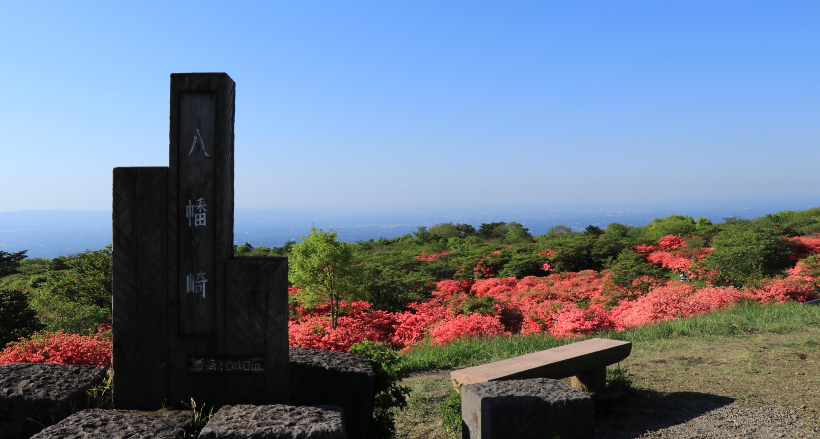 八幡のつつじ