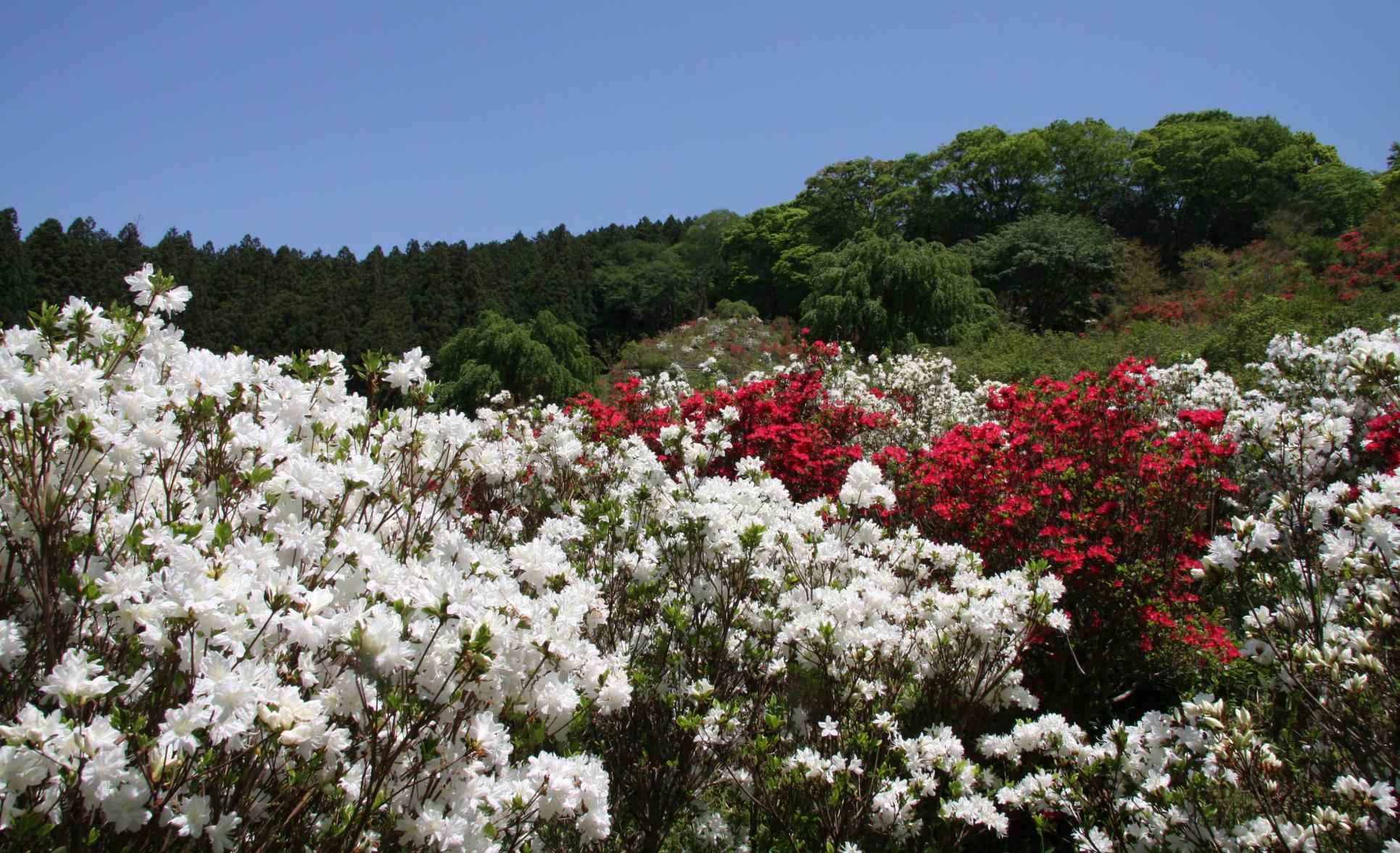 伊王野御城山のつつじ